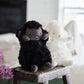 Wee Kiddo the Lamb - Black