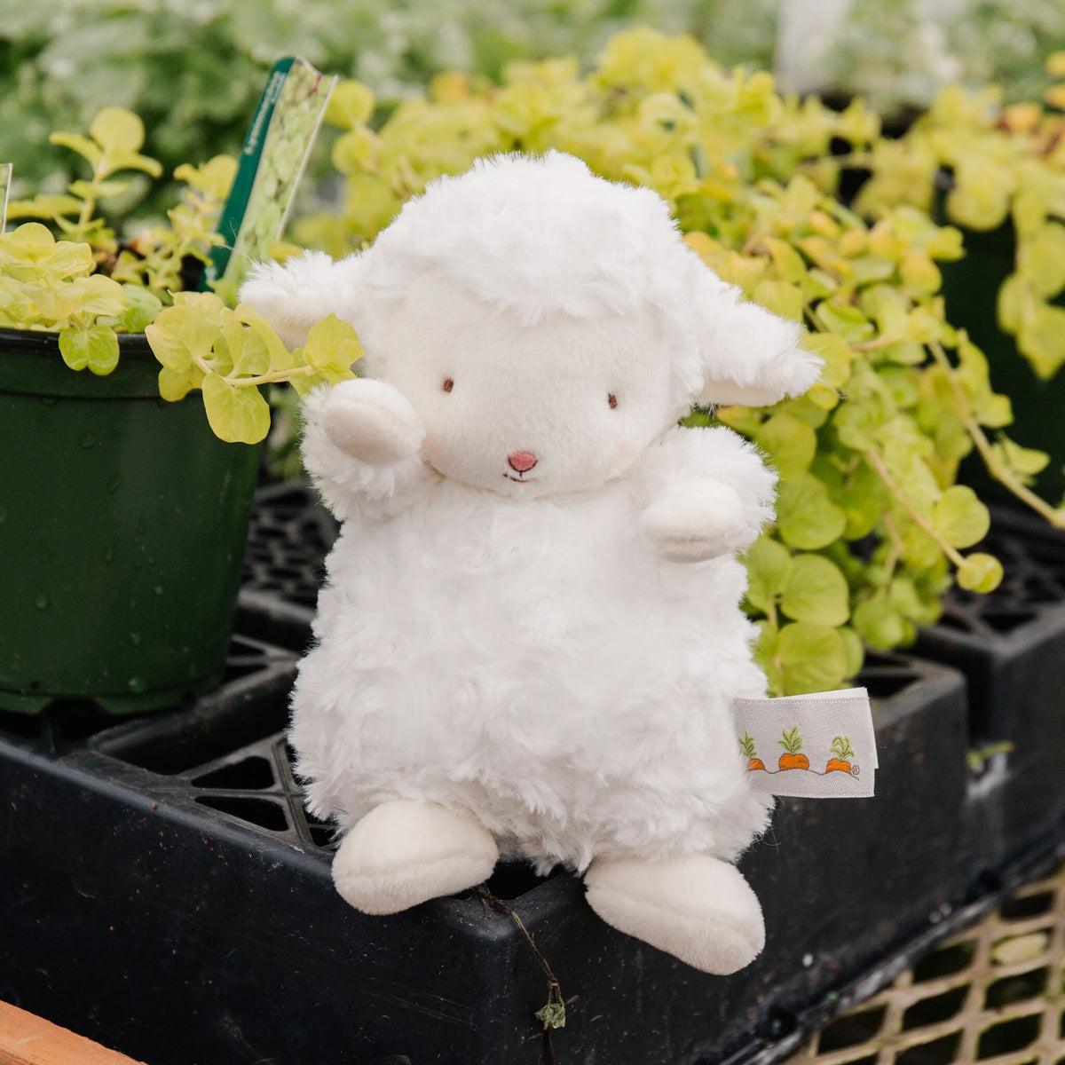 Wee Kiddo the Lamb - White